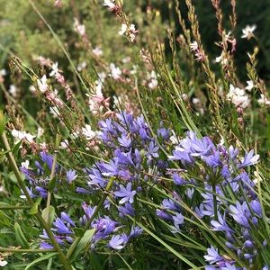 Meet your Posher, Nandini